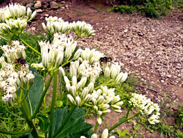 gipflower